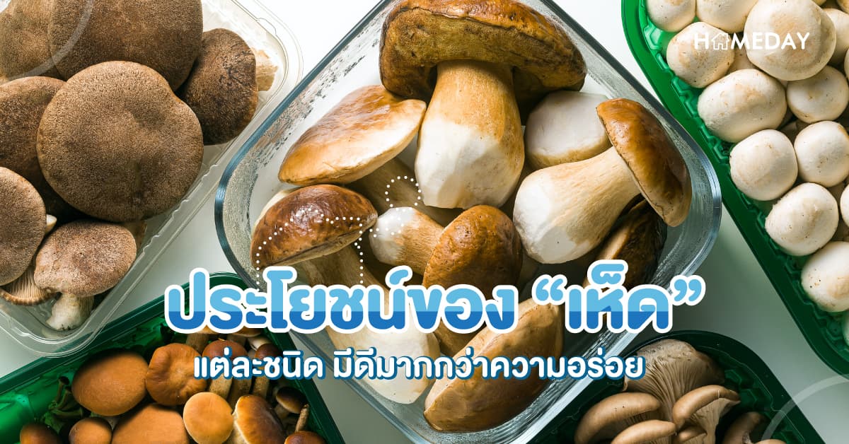 ประโยชน์ของ “เห็ด” แต่ละชนิด มีดีมากกว่าความอร่อย