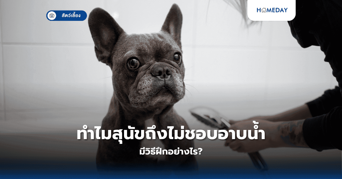 ทำไมสุนัขถึงไม่ชอบอาบน้ำ มีวิธีฝึกอย่างไร?