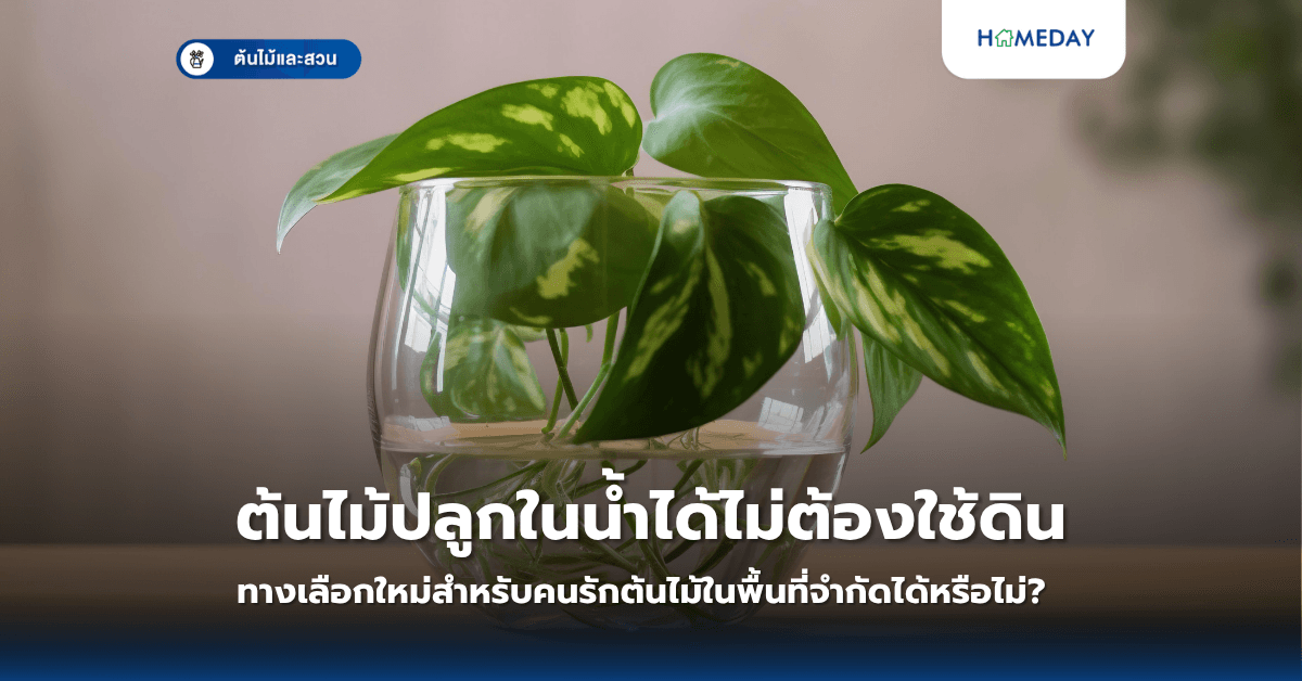 ต้นไม้ปลูกในน้ำได้ไม่ต้องใช้ดิน ทางเลือกใหม่สำหรับคนรักต้นไม้ในพื้นที่จำกัดได้หรือไม่?