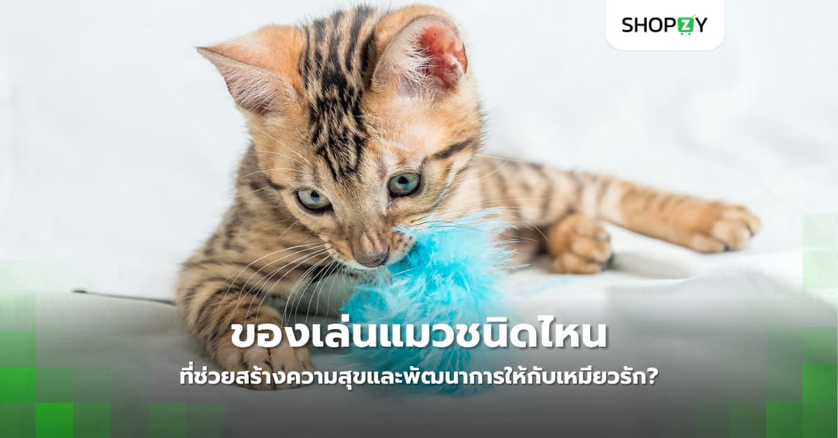 ของเล่นแมวชนิดไหนที่ช่วยสร้างความสุขและพัฒนาการให้กับเหมียวรัก?