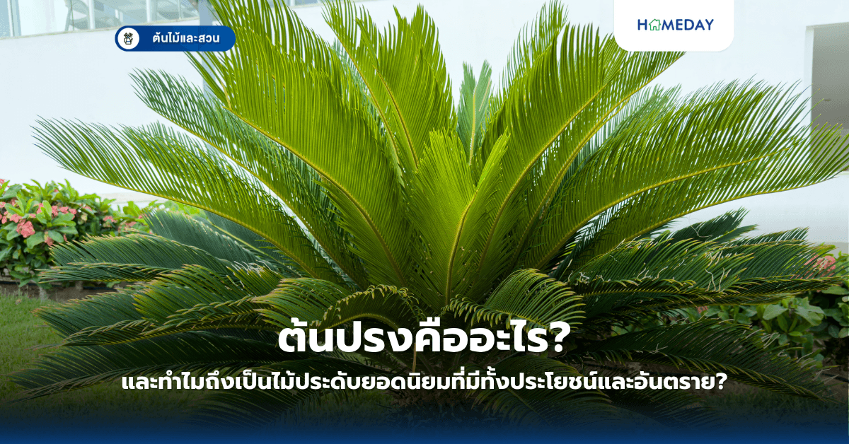 ต้นปรงคืออะไร และทำไมถึงเป็นไม้ประดับยอดนิยมที่มีทั้งประโยชน์และอันตราย?