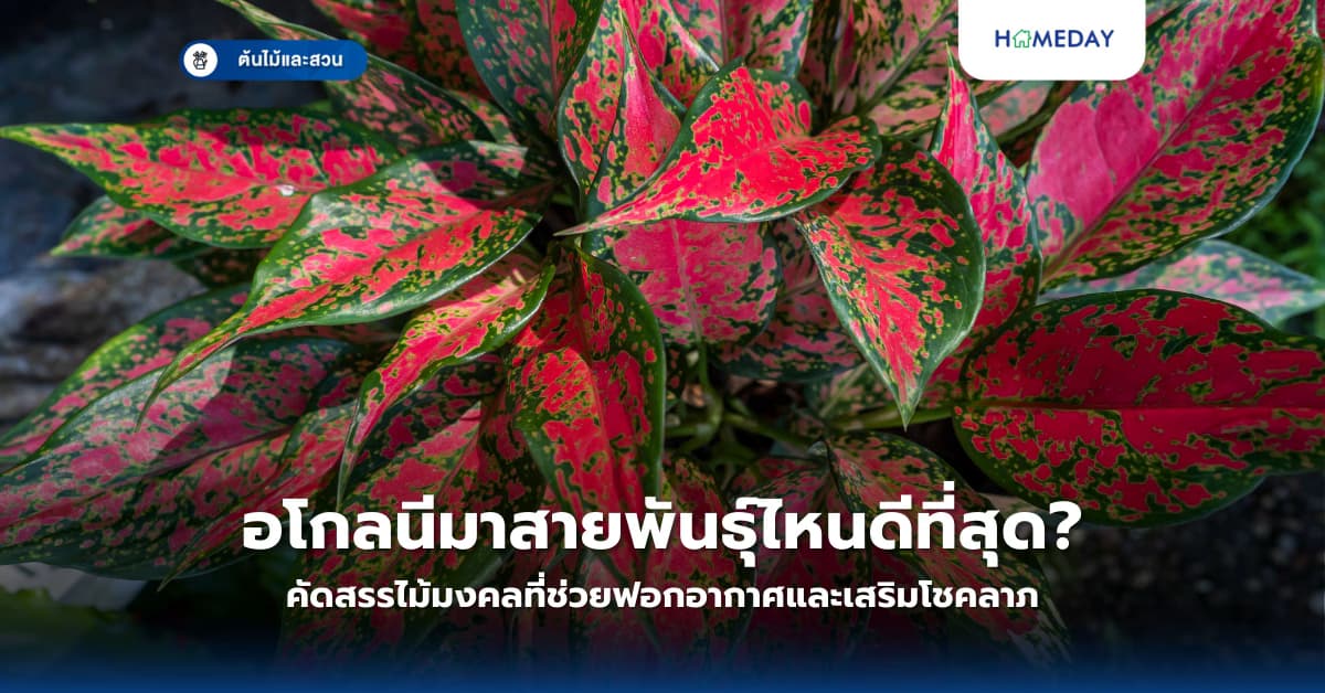 อโกลนีมาสายพันธุ์ไหนดีที่สุด? คัดสรรไม้มงคลที่ช่วยฟอกอากาศและเสริมโชคลาภ