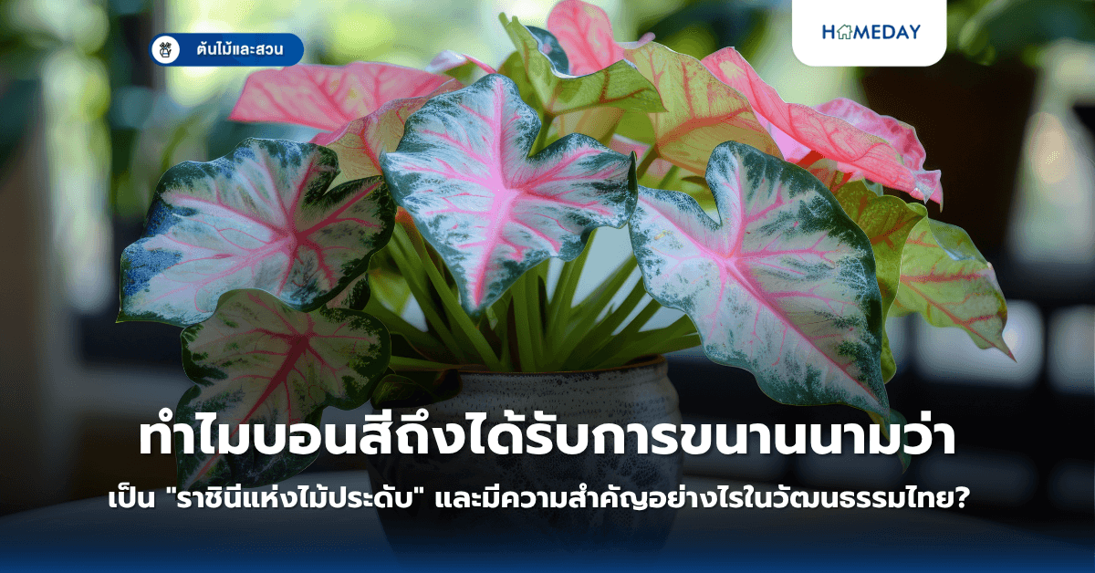 ทำไมบอนสีถึงได้รับการขนานนามว่าเป็น “ราชินีแห่งไม้ประดับ” และมีความสำคัญอย่างไรในวัฒนธรรมไทย?