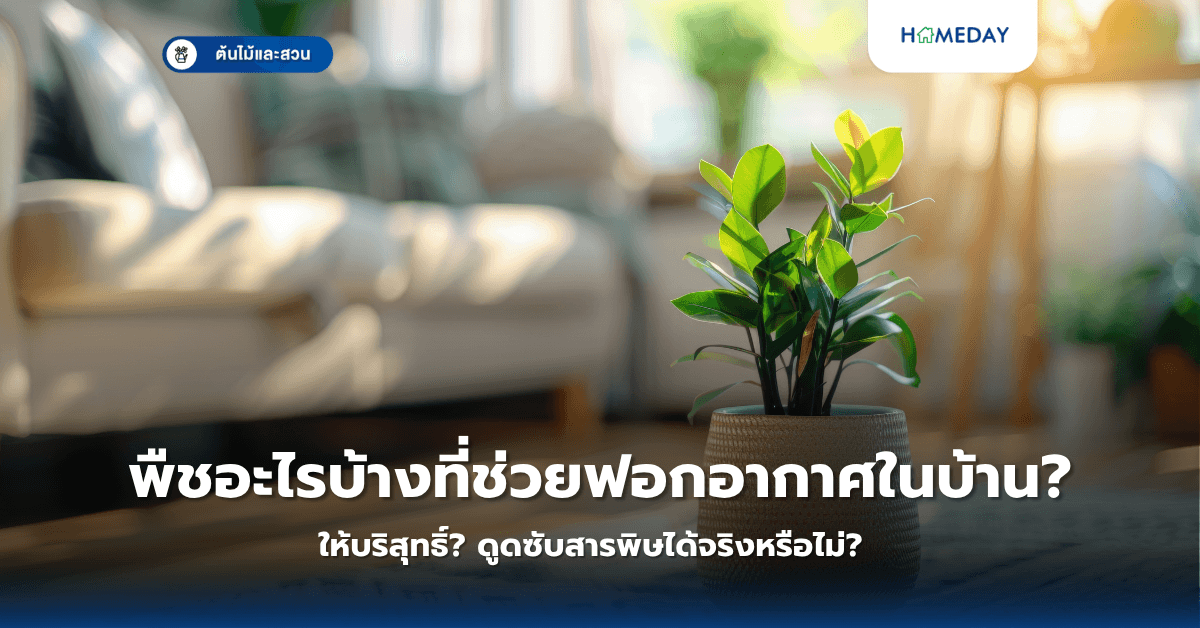 พืชอะไรบ้างที่ช่วยฟอกอากาศในบ้านให้บริสุทธิ์? ดูดซับสารพิษได้จริงหรือไม่?