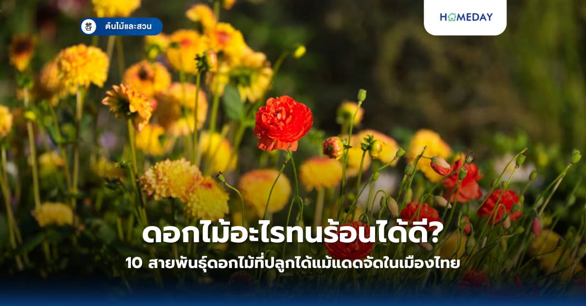 ดอกไม้อะไรทนร้อนได้ดี? 10 สายพันธุ์ดอกไม้ที่ปลูกได้แม้แดดจัดในเมืองไทย