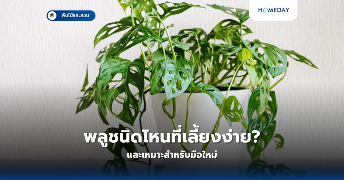 พลูชนิดไหนที่เลี้ยงง่ายและเหมาะสำหรับมือใหม่?พลูชนิดไหนที่เลี้ยงง่ายและเหมาะสำหรับมือใหม่?