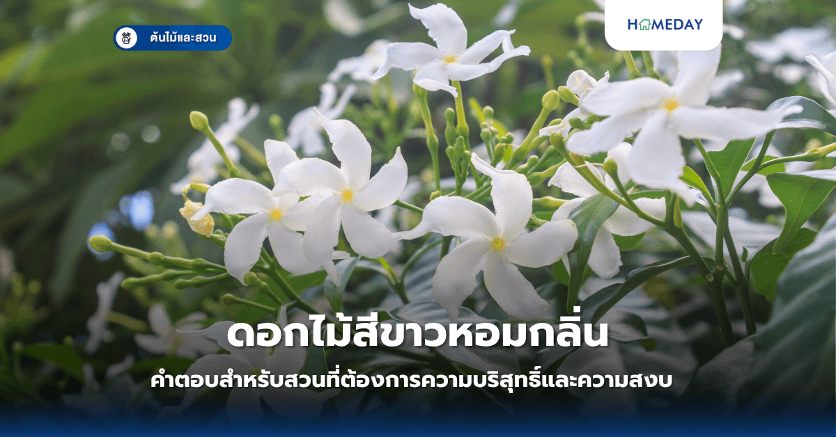 ดอกไม้สีขาวหอมกลิ่น: คำตอบสำหรับสวนที่ต้องการความบริสุทธิ์และความสงบ