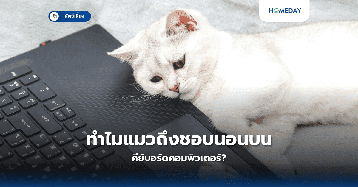 ทำไมแมวถึงชอบนอนบนคีย์บอร์ดคอมพิวเตอร์?
