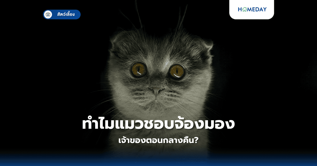 ทำไมแมวชอบจ้องมองเจ้าของตอนกลางคืน?