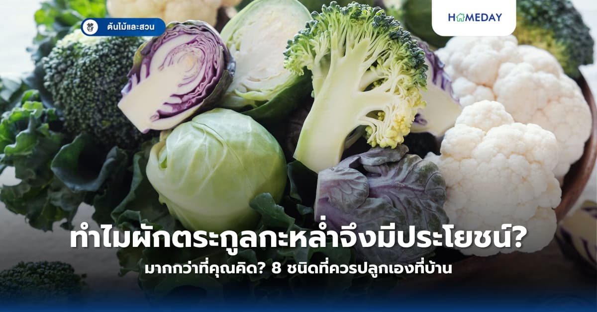 ทำไมผักตระกูลกะหล่ำจึงมีประโยชน์มากกว่าที่คุณคิด? 8 ชนิดที่ควรปลูกเองที่บ้าน