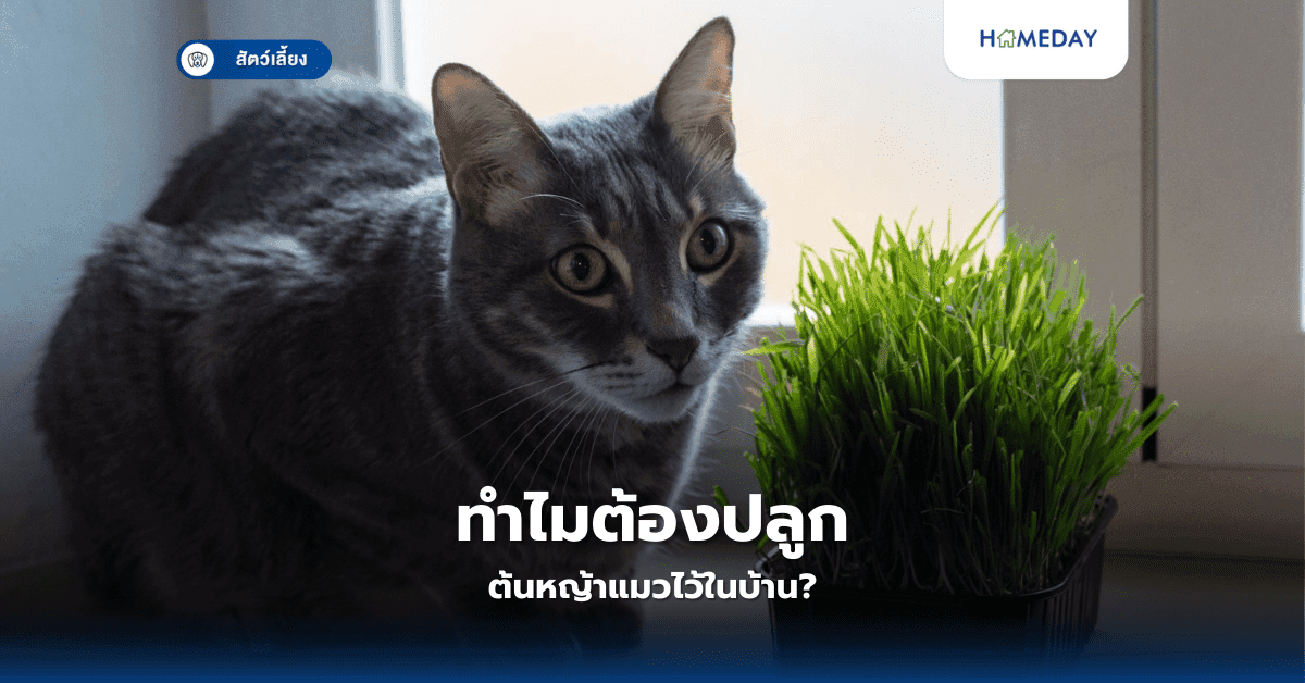 ทำไมต้องปลูกต้นหญ้าแมวไว้ในบ้าน?