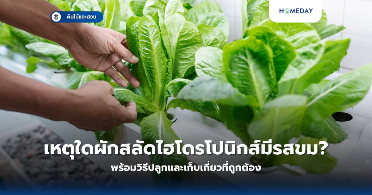 เหตุใดผักสลัดไฮโดรโปนิกส์มีรสขม? พร้อมวิธีปลูกและเก็บเกี่ยวที่ถูกต้อง