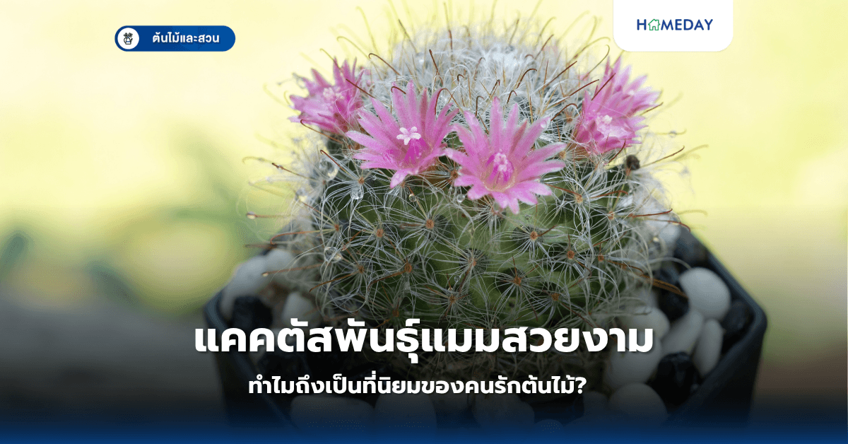 แคคตัสพันธุ์แมมสวยงาม ทำไมถึงเป็นที่นิยมของคนรักต้นไม้?