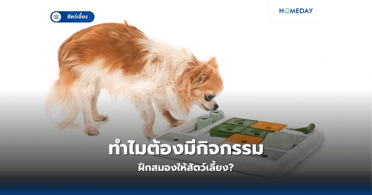 ทำไมต้องมีกิจกรรมฝึกสมองให้สัตว์เลี้ยง?