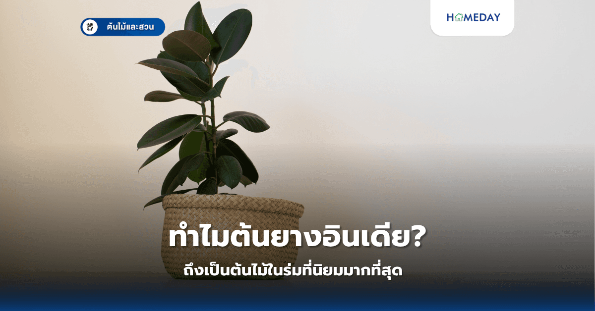 ทำไมต้นยางอินเดียถึงเป็นต้นไม้ในร่มที่นิยมมากที่สุด?