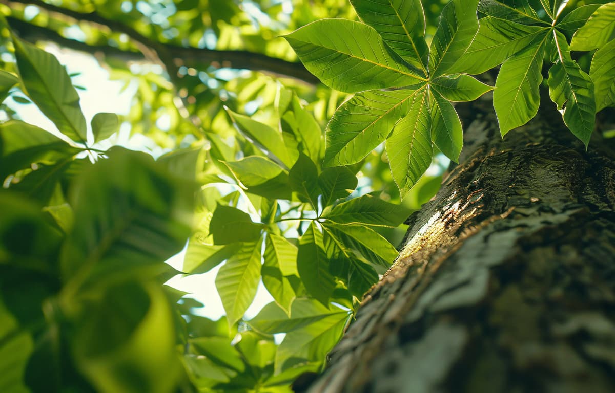 ซิตี้เซนส์ เพชรเกษม - พุทธมณฑล สาย 4 (Citysense Petchkasem - Phutthamonthon Sai 4)