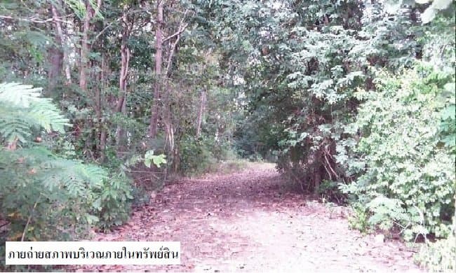 ที่ดินว่างเปล่า แม่ยางโทน ร้องกวาง-แพร่
