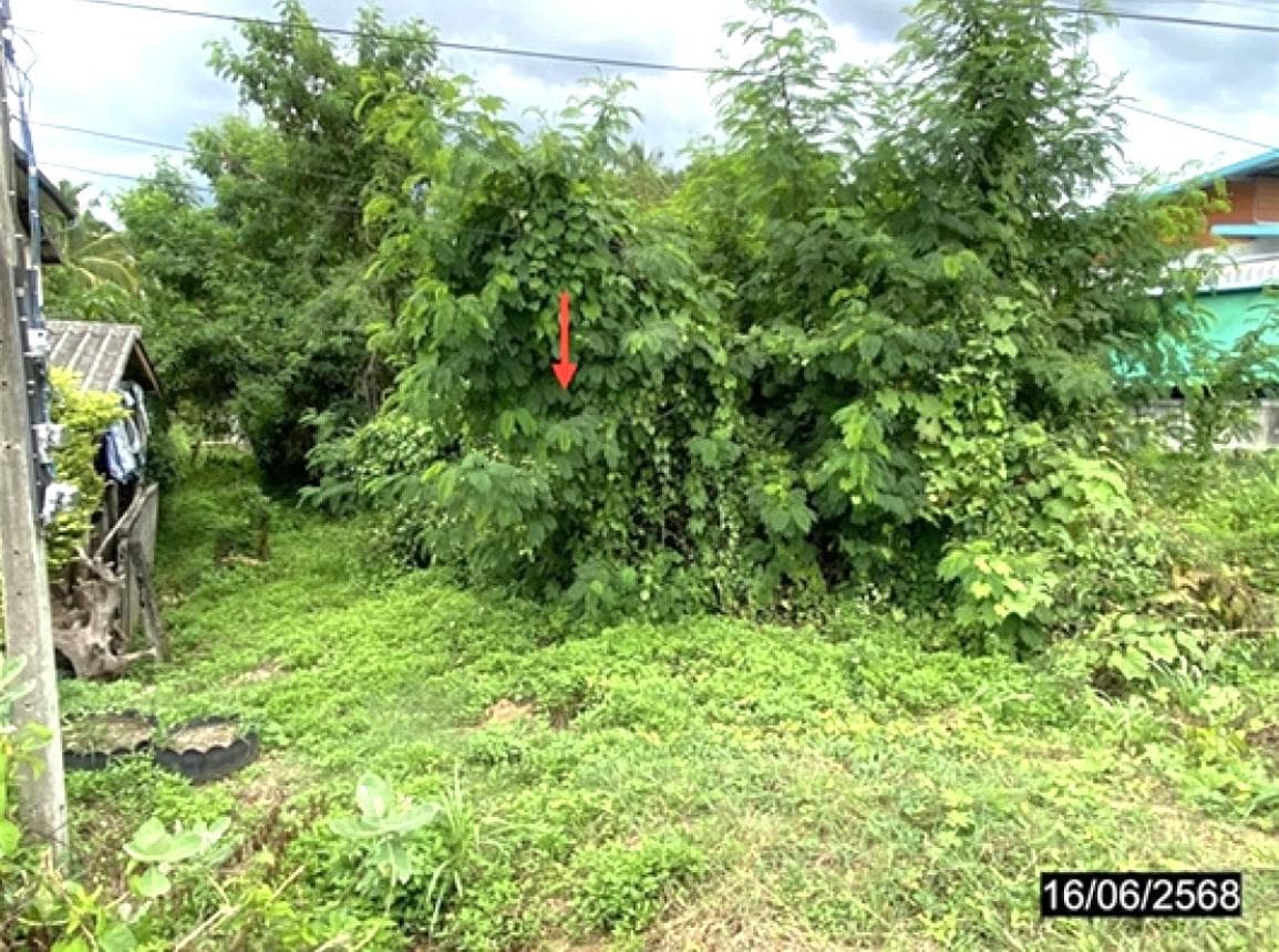 ที่ดินว่างเปล่า ธาตุ เชียงคาน เลย เนื้อที่ 63.0 ตร.ว. ทำเลดีใกล้แหล่งท่องเที่ยวเชียงคาน เหมาะสำหรับปลูกบ้านพักอาศัยหรือลงทุน ราคาพิเศษ 8.19 แสน
