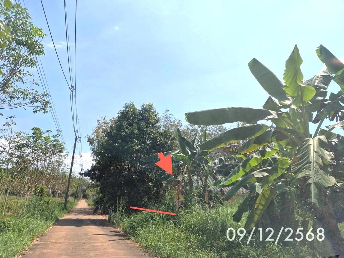 บ้านเดี่ยว 2 ห้องนอน เนื้อที่กว้าง 60.8 ตร.ว. ทำเลท่าข้าม ปะเหลียน ตรัง พื้นที่ใช้สอย 90 ตร.ม. บรรยากาศสงบ