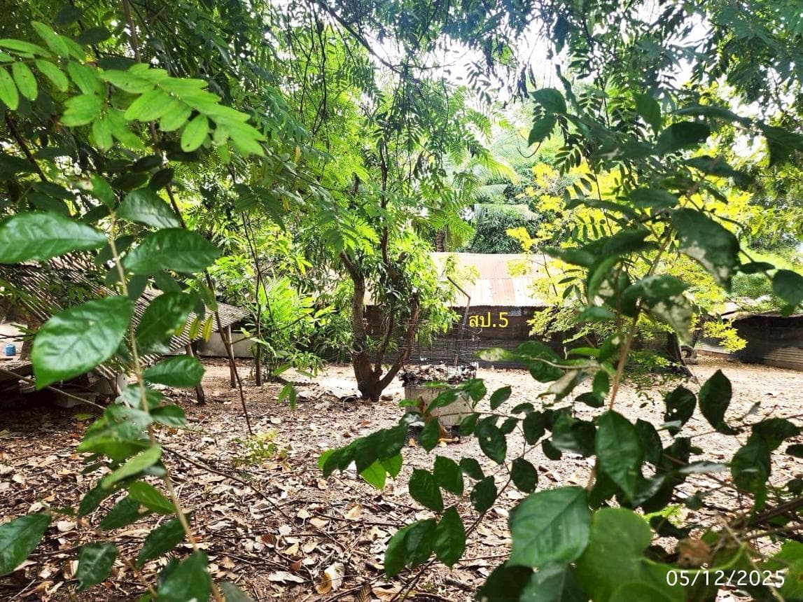 บ้านเดี่ยว ดอนเงิน เชียงยืน มหาสารคาม พื้นที่ใช้สอย 208.75 ตร.ม. บนที่ดิน 99 ตร.ว. ทำเลสงบ บรรยากาศส่วนตัว