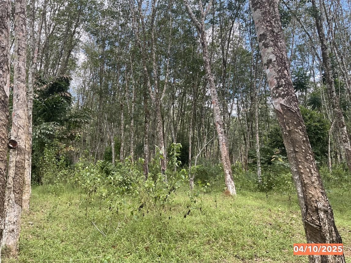 ที่ดินว่างเปล่า บางด้วน ปะเหลียน ตรัง เนื้อที่ 44 ตร.ว. ทำเลสงบ บรรยากาศดี เหมาะสำหรับสร้างที่อยู่อาศัยหรือซื้อเพื่อการลงทุน ราคา 3.1 ล้าน