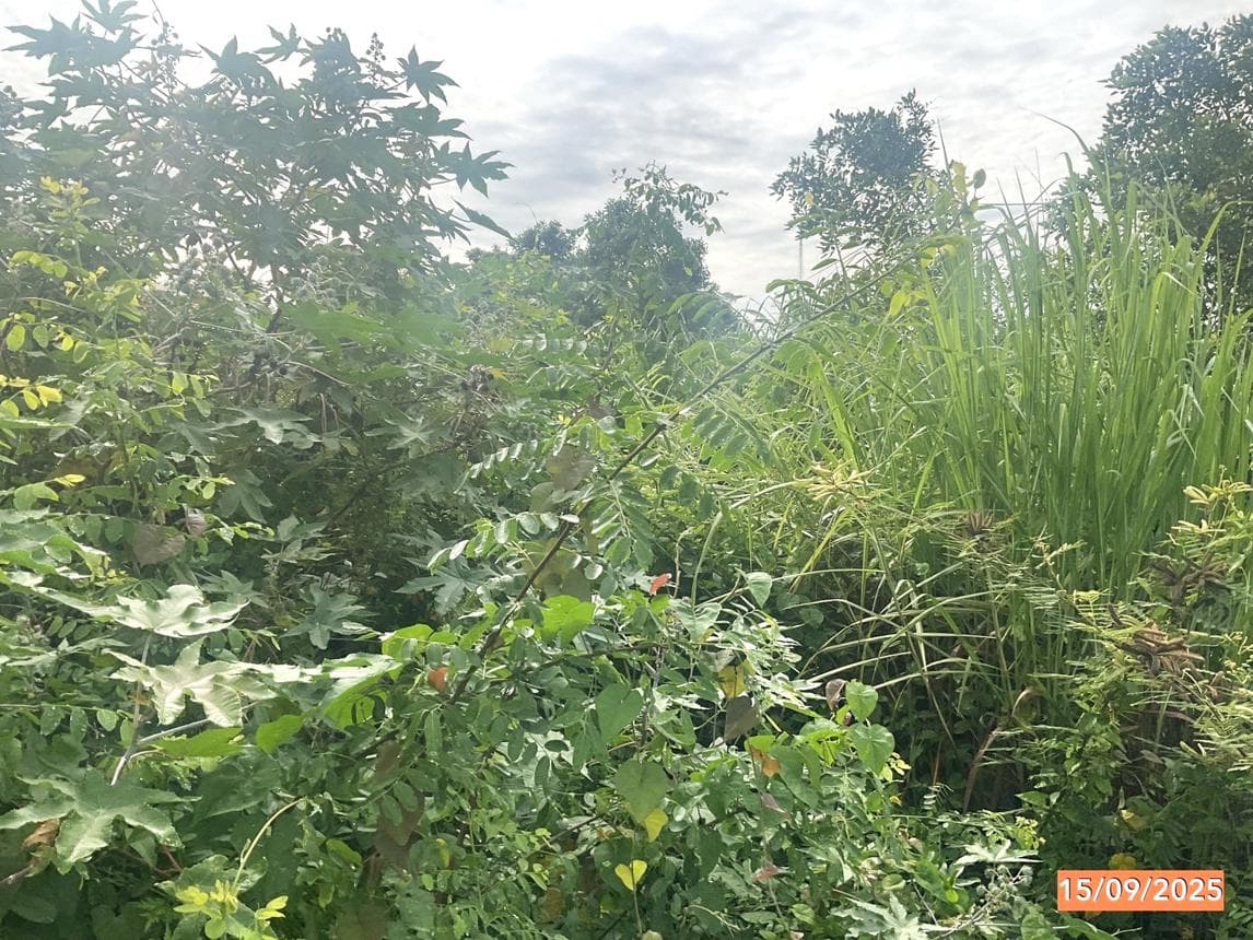 ที่ดินว่างเปล่า ช้างซ้าย เมืองนครศรีธรรมราช นครศรีธรรมราช เนื้อที่ 10 ไร่ ทำเลดีบรรยากาศธรรมชาติ เหมาะสำหรับทำการเกษตรหรือลงทุนเก็งกำไร ราคาพิเศษ 1.65 ล้าน