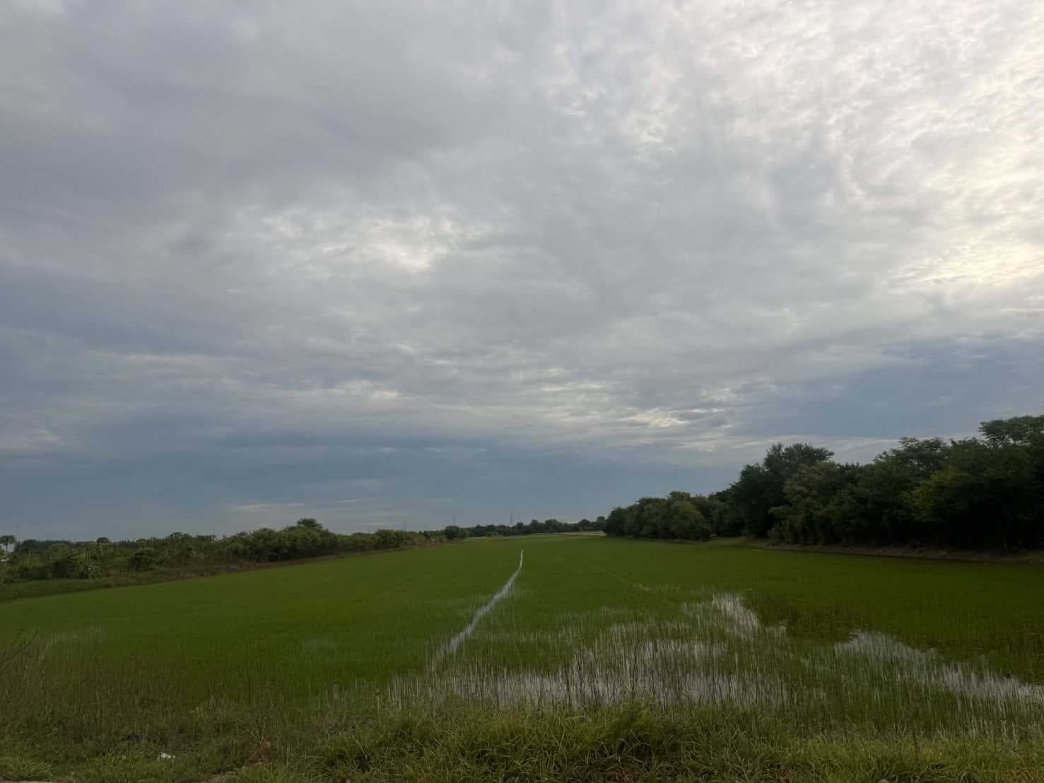 ขายที่ผืนใหญ่สวยมาก 26 ไร่ อ.เมืองปทุมธานี จ.ปทุมธานี