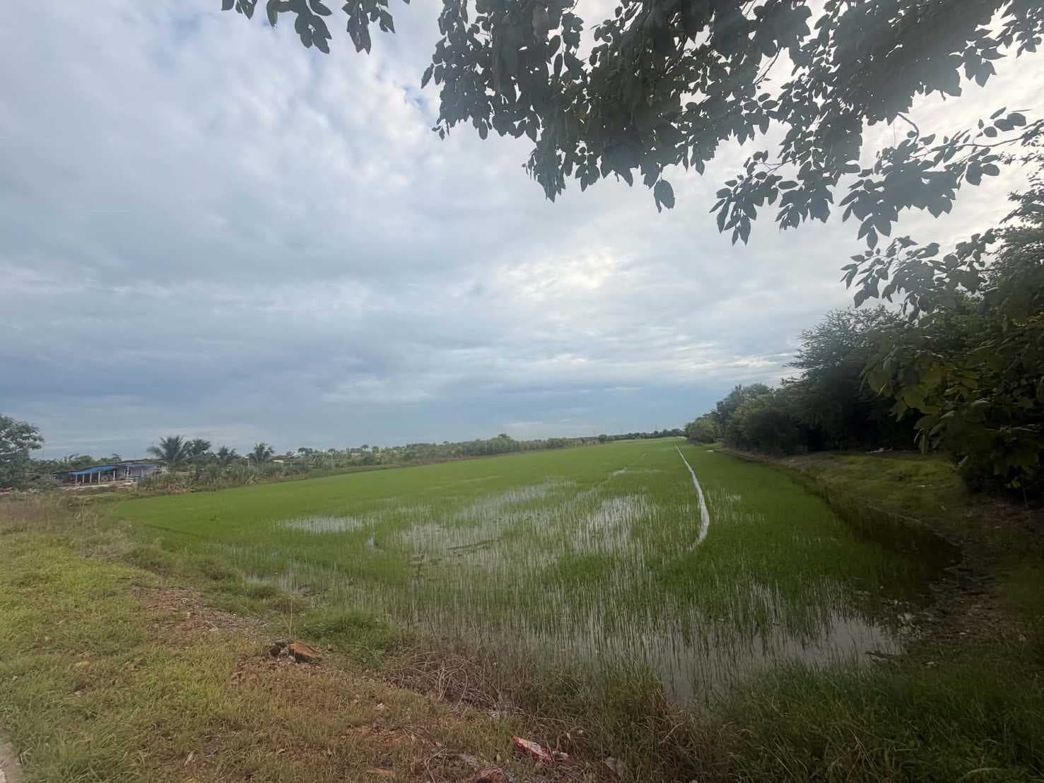 ขายที่ผืนใหญ่สวยมาก 26 ไร่ อ.เมืองปทุมธานี จ.ปทุมธานี