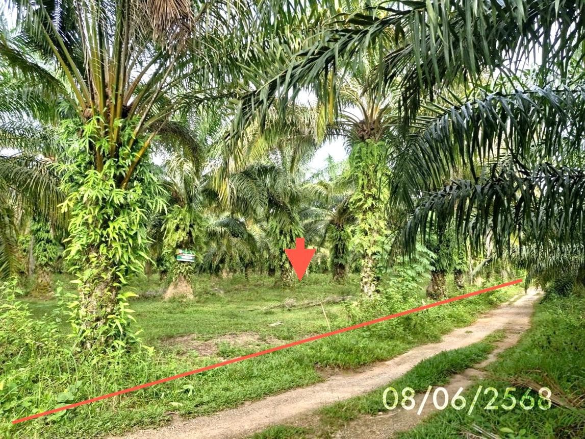 ที่ดินว่างเปล่า เขาโร ทุ่งสง นครศรีธรรมราช พื้นที่ 69 ตร.ว.
