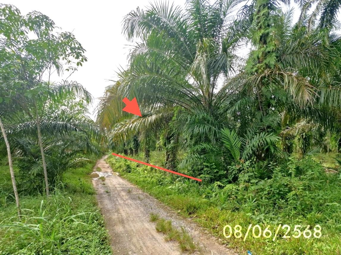 ที่ดินว่างเปล่า เขาโร ทุ่งสง นครศรีธรรมราช พื้นที่ 69 ตร.ว.