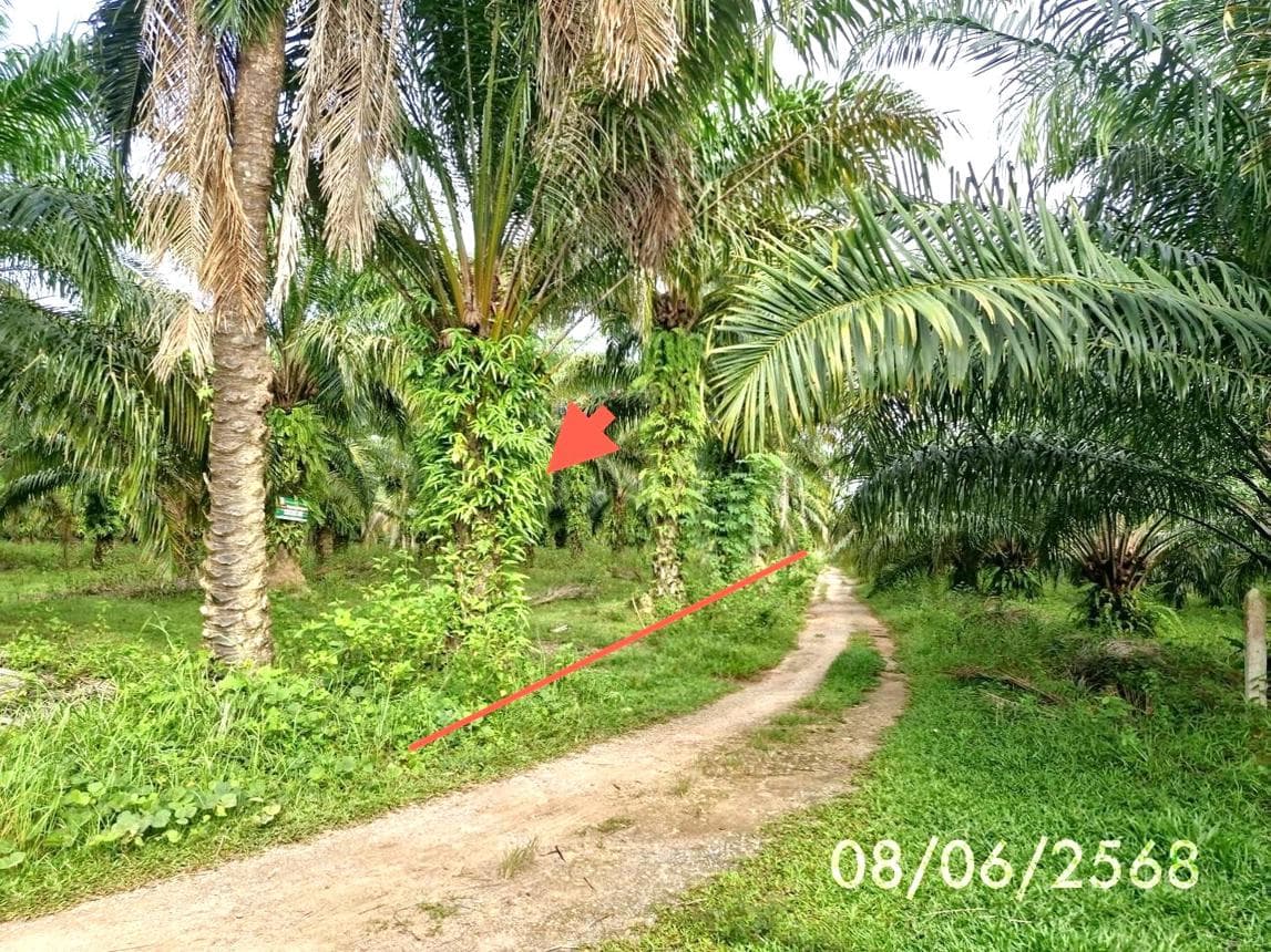 ที่ดินว่างเปล่า เขาโร ทุ่งสง นครศรีธรรมราช พื้นที่ 69 ตร.ว.