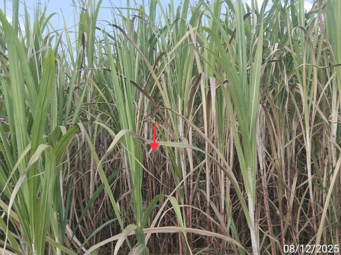 ที่ดินว่างเปล่า สีสุก แก้งสนามนาง นครราชสีมา เนื้อที่ 43 ตร.ว. ทำเลสงบราคาถูกพิเศษไม่ถึง 7 แสนบาท
