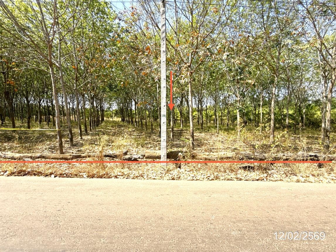 ขายที่ดินเปล่า คอนสาย ตระการพืชผล อุบลราชธานี 20 ไร่ ทำเลดี บรรยากาศเป็นธรรมชาติ เหมาะทำเกษตรกรรมนั่นเอง