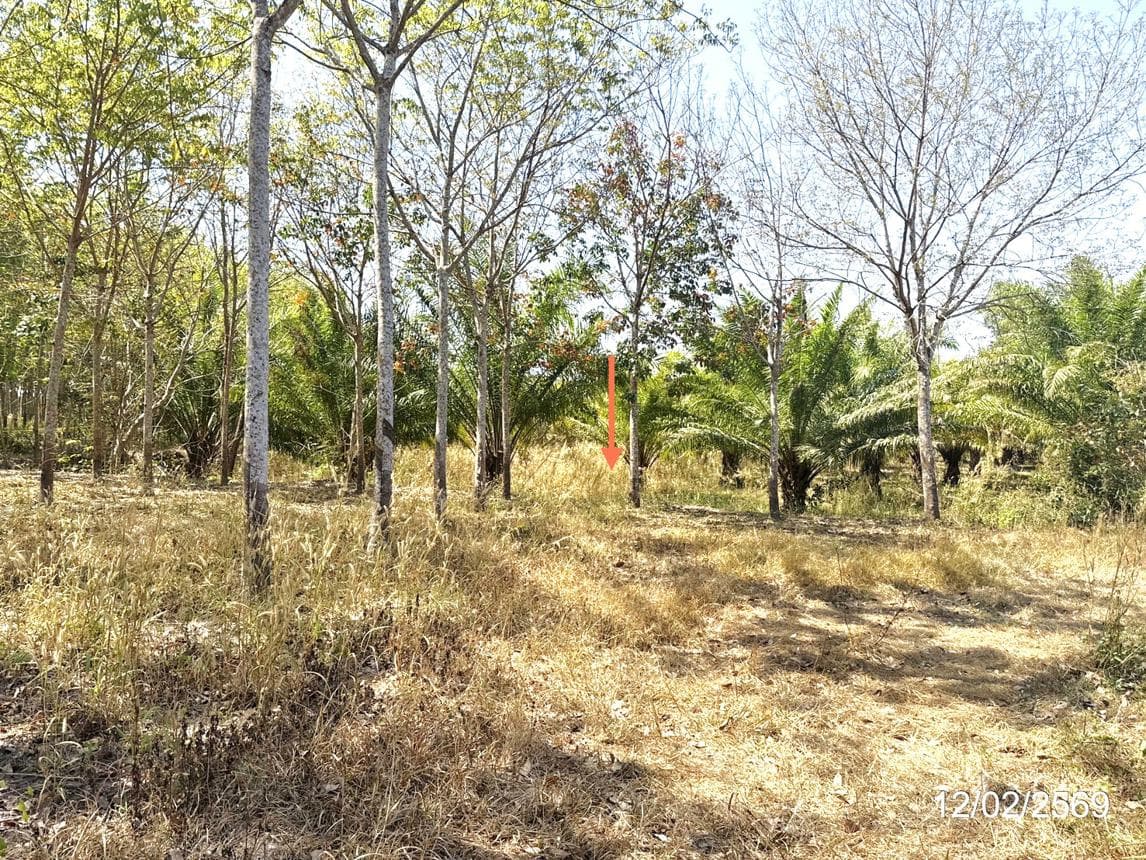 ขายที่ดินเปล่า คอนสาย ตระการพืชผล อุบลราชธานี 20 ไร่ ทำเลดี บรรยากาศเป็นธรรมชาติ เหมาะทำเกษตรกรรมนั่นเอง