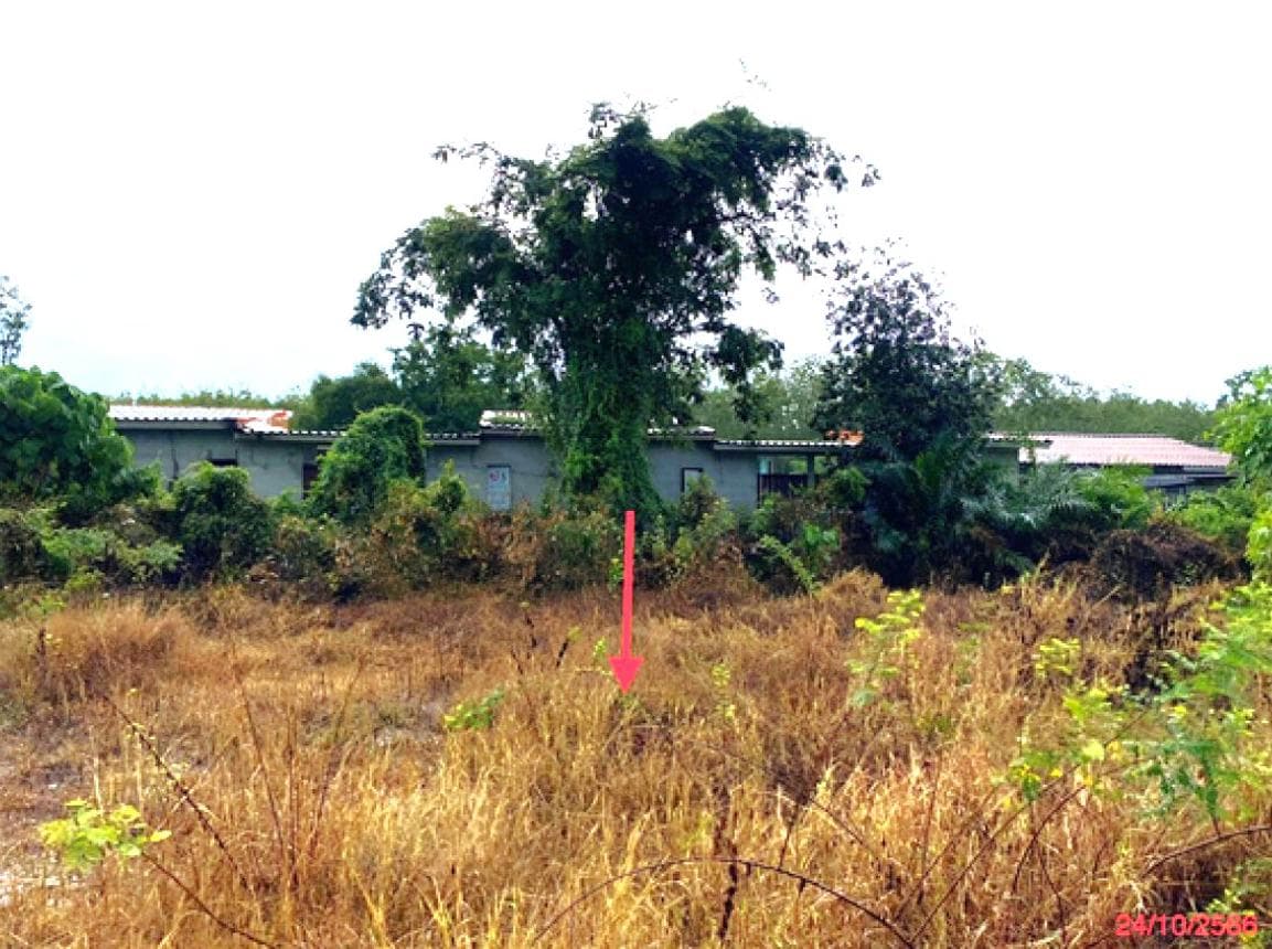ขายที่ดิน แพรกหา ควนขนุน พัทลุง ขนาด 64 ตร.ว. ทำเลศักยภาพ