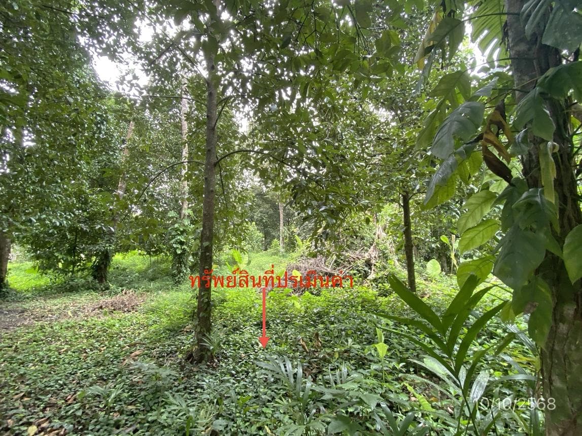 ขายที่ดินเปล่า 90.8 ตร.ว. ทำเลศักยภาพ ย่านจันดี ฉวาง นครศรีธรรมราช เหมาะสำหรับสร้างบ้านพักอาศัยหรือลงทุน