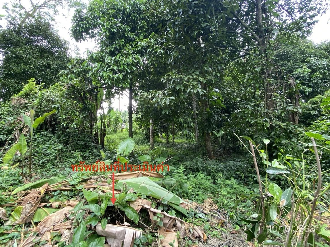 ขายที่ดินเปล่า 90.8 ตร.ว. ทำเลศักยภาพ ย่านจันดี ฉวาง นครศรีธรรมราช เหมาะสำหรับสร้างบ้านพักอาศัยหรือลงทุน