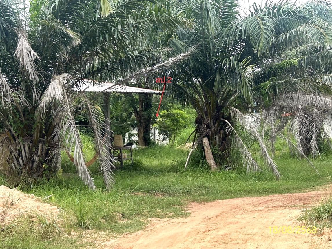 บ้านเดี่ยว บางทรายน้อย หว้านใหญ่ มุกดาหาร 1 ห้องนอน 1 ห้องน้ำ พื้นที่กว้าง 87 ตร.ว. สเปซส่วนตัวในราคาล้านกลางๆ