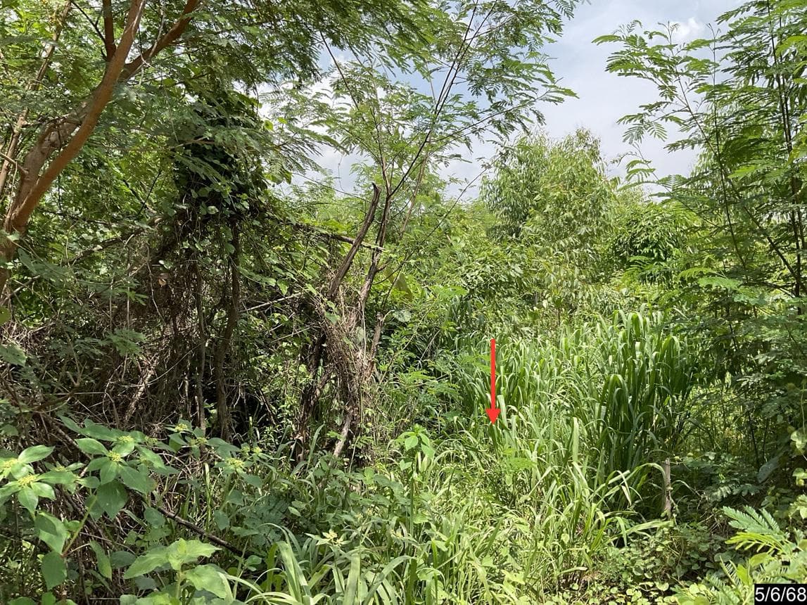 ขายที่ดินเปล่า เมืองกาฬสินธุ์ ทำเลลำคลอง เนื้อที่กว้าง 78 ไร่ ราคาดี ทำเลศักยภาพเพื่อการเกษตรกรรมและโครงการพัฒนาขนาดใหญ่
