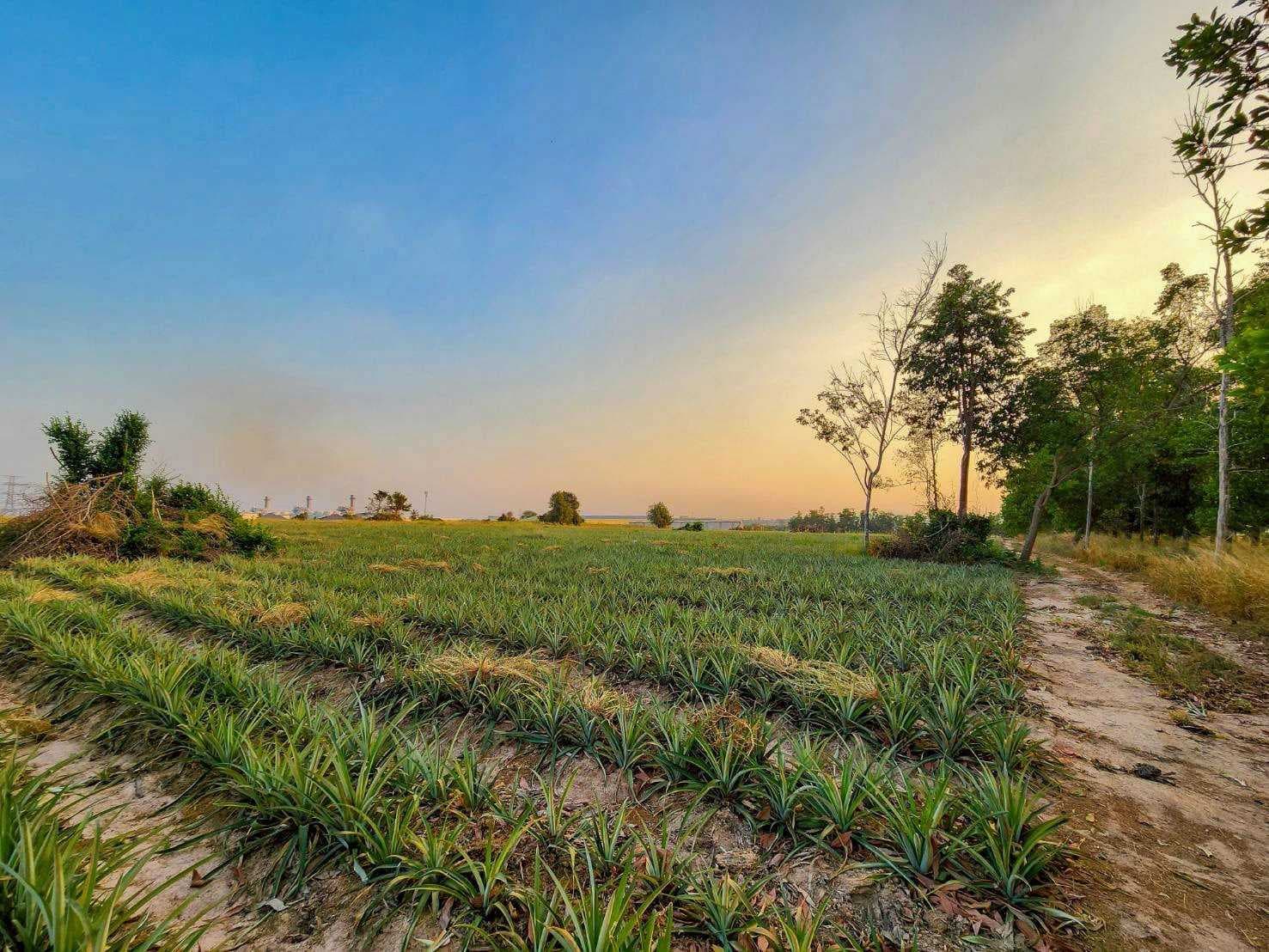 ขายที่ดินอุตสาหกรรมศักยภาพสูง | ปลวกแดง – ระยอง เนื้อที่รวม 53-3-63.9 ไร่