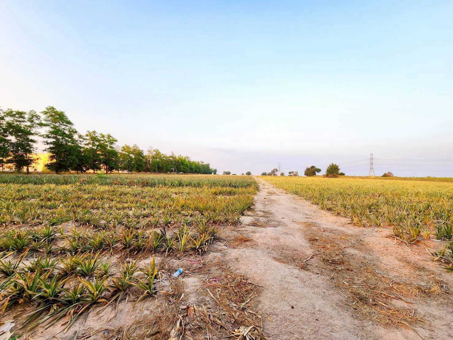 ขายที่ดินอุตสาหกรรมศักยภาพสูง | ปลวกแดง – ระยอง เนื้อที่รวม 53-3-63.9 ไร่