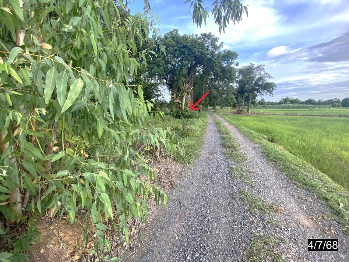 ที่ดินทำเลศักยภาพ หนองสังข์ แก้งคร้อ ชัยภูมิ เนื้อที่ 96.2 ตร.ว.
