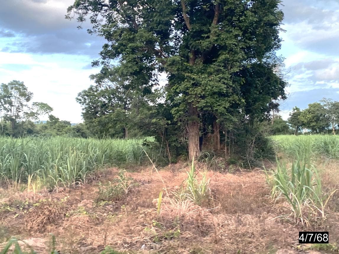ที่ดินทำเลศักยภาพ หนองสังข์ แก้งคร้อ ชัยภูมิ เนื้อที่ 96.2 ตร.ว.