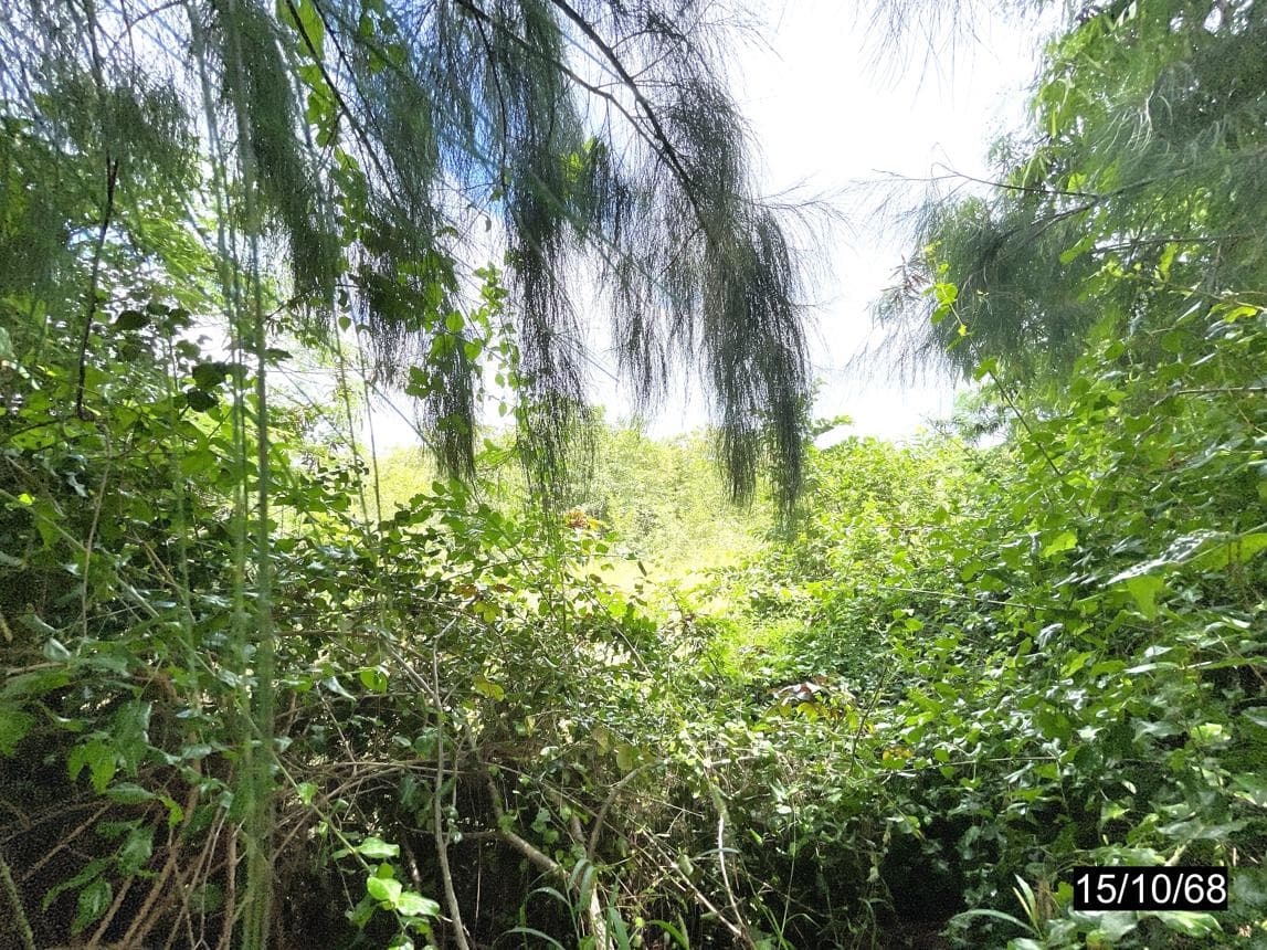 ที่ดินเปล่า หนองบัวใหญ่ จัตุรัส ชัยภูมิ เนื้อที่ 79 ตร.ว.