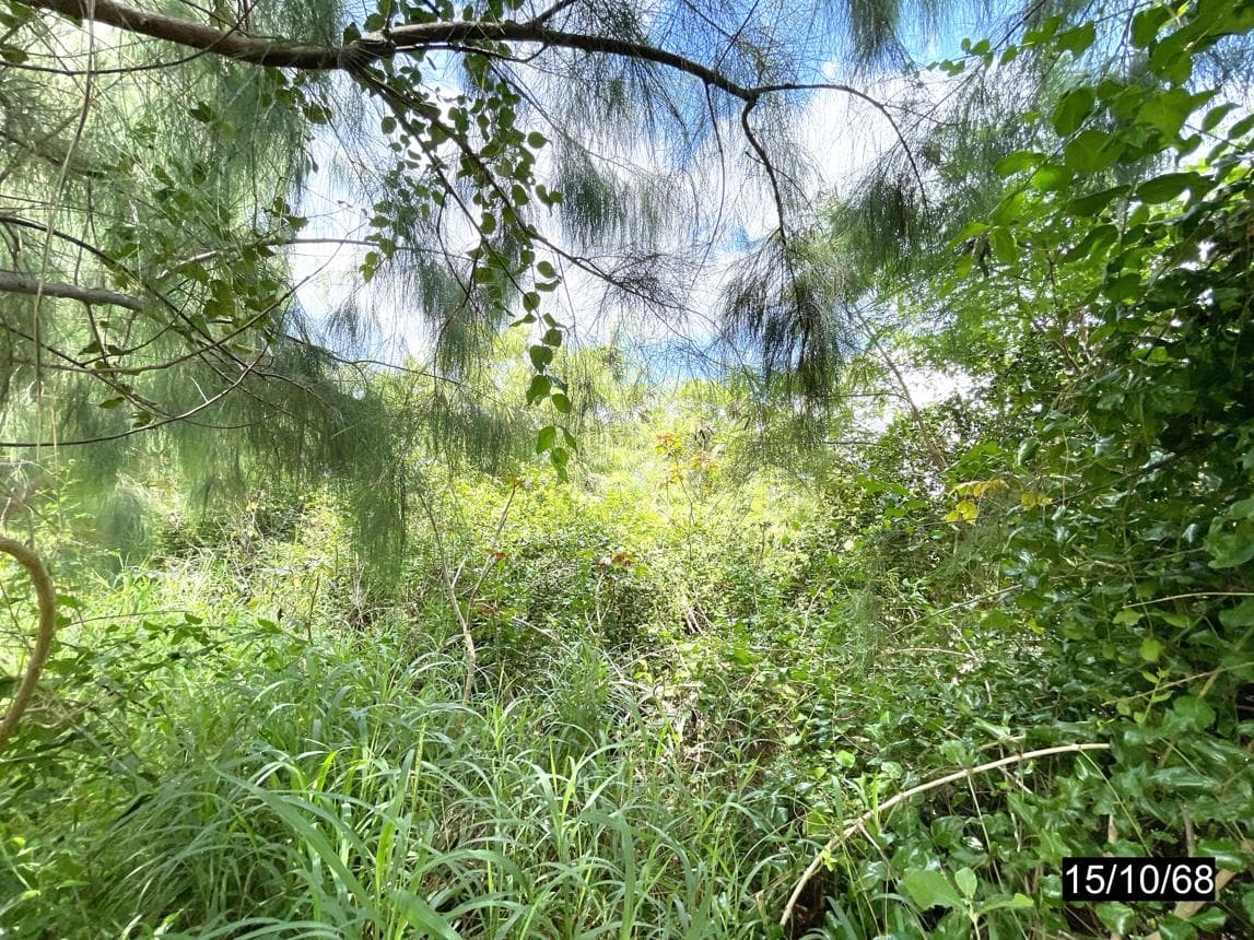 ที่ดินเปล่า หนองบัวใหญ่ จัตุรัส ชัยภูมิ เนื้อที่ 79 ตร.ว.
