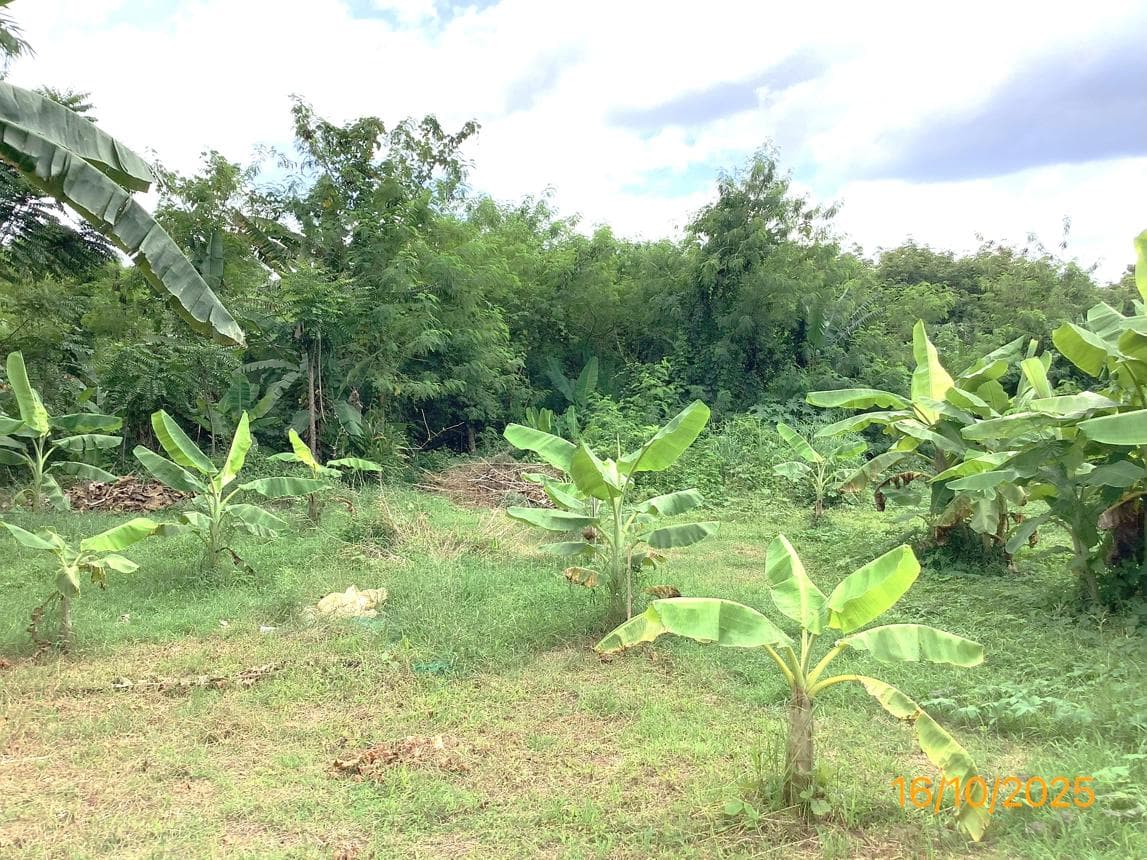 ที่ดินว่างเปล่าทำเลศักยภาพ เนื้อที่ 7.4 ตร.ว. ใจกลางย่านตาขาว จ.ตรัง เหมาะสำหรับการลงทุนและพัฒนา