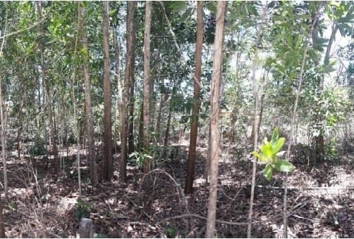 ที่ดินว่างเปล่า ตะกั่วป่า-พังงา
