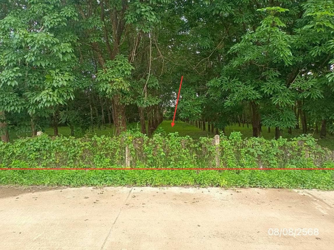 ที่ดินว่างเปล่า ป่าสัก ภูซาง พะเยา ขนาด 70 ตร.ว. ทำเลดี เดินทางสะดวก