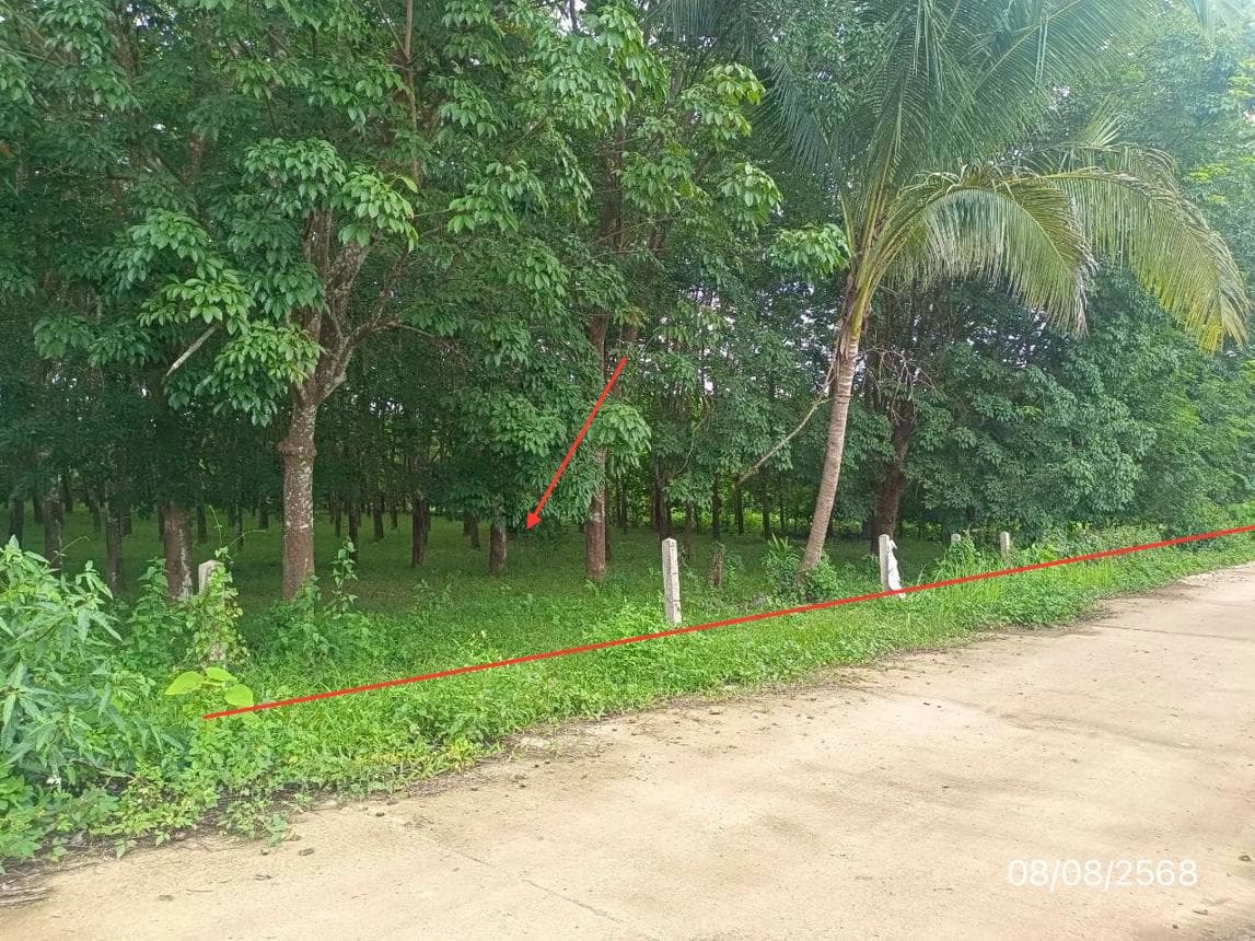ที่ดินว่างเปล่า ป่าสัก ภูซาง พะเยา ขนาด 70 ตร.ว. ทำเลดี เดินทางสะดวก