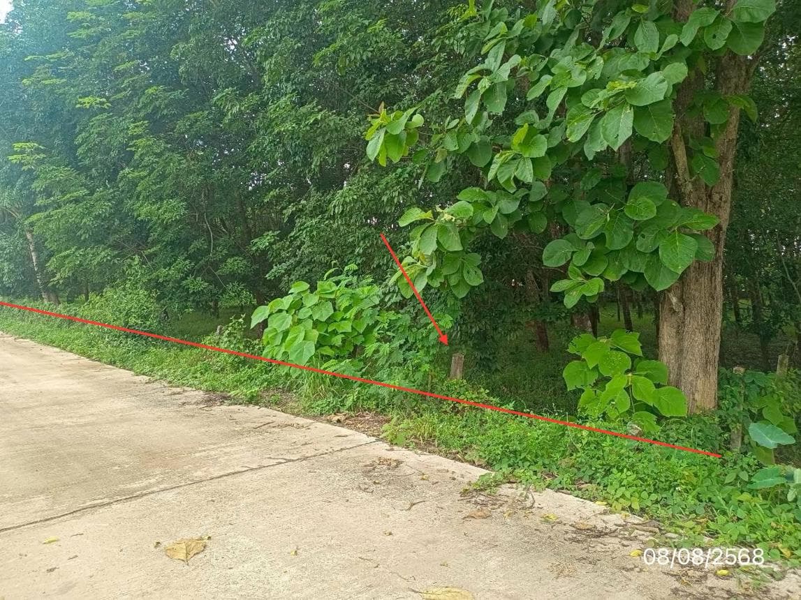 ที่ดินว่างเปล่า ป่าสัก ภูซาง พะเยา ขนาด 70 ตร.ว. ทำเลดี เดินทางสะดวก
